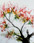 arbre 10